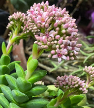 Load image into Gallery viewer, Crassula Springtime