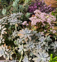 Load image into Gallery viewer, Graptopetalum Ghost