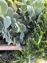 Load image into Gallery viewer, Kalanchoe Marnier's Kalanchoe