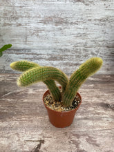 Load image into Gallery viewer, Monkey Tail Cactus
