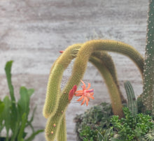 Load image into Gallery viewer, Monkey Tail Cactus