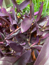 Load image into Gallery viewer, Tradenscantia Purple Heart