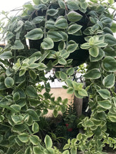 Load image into Gallery viewer, Baby Sun Rose Variegata Ice Plant