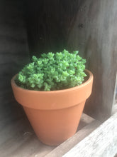 Load image into Gallery viewer, Crassula Tom Thumb