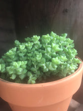 Load image into Gallery viewer, Crassula Tom Thumb