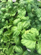 Load image into Gallery viewer, Basil