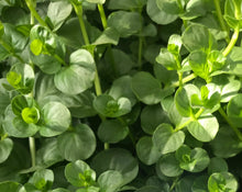 Load image into Gallery viewer, Mint Pennyroyal