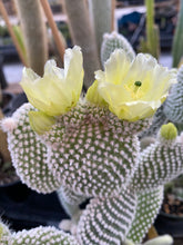 Load image into Gallery viewer, Cactus White Bunny Ears