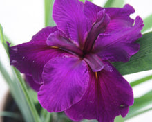 Load image into Gallery viewer, Louisiana Iris Jeri