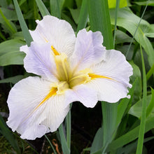 Load image into Gallery viewer, Louisiana Iris Waihi Wedding