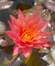 Load image into Gallery viewer, Waterlily Wanvisa
