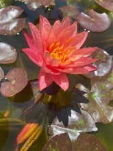 Load image into Gallery viewer, Waterlily Wanvisa