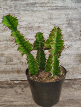 Load image into Gallery viewer, Euphorbia Zig Zag