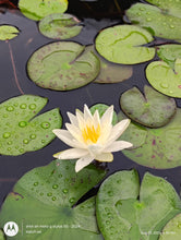 Load image into Gallery viewer, Waterlily Charlene Strawn