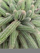 Load image into Gallery viewer, Cactus Peanut