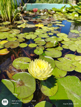 Load image into Gallery viewer, Water Lily Fragrance and Fortune