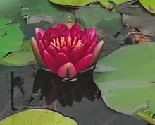 Load image into Gallery viewer, Water Lily Almost Black
