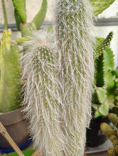 Load image into Gallery viewer, Old Man Cactus