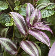 Load image into Gallery viewer, Tradescantia Purple Zebrina Pendula