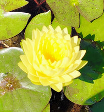 Load image into Gallery viewer, Water Lily Fragrance and Fortune