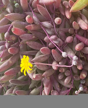 Load image into Gallery viewer, Ruby Necklace