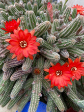 Load image into Gallery viewer, Cactus Peanut
