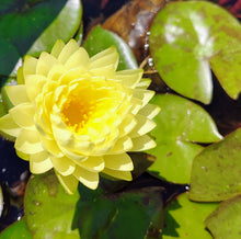 Load image into Gallery viewer, Water Lily Fragrance and Fortune