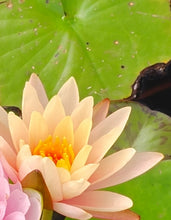 Load image into Gallery viewer, Water Lily Georgia Peach