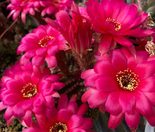 Load image into Gallery viewer, Cactus  Rose Quartz