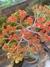 Load image into Gallery viewer, Crassula Propeller Plant