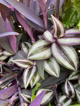 Load image into Gallery viewer, Tradescantia Purple Zebrina Pendula
