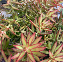Load image into Gallery viewer, Sedum Adolfi