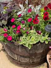 Load image into Gallery viewer, Herb Variegated Cuban Oregano
