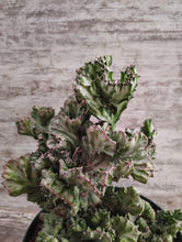 Load image into Gallery viewer, Crested Euphorbia Elkhorn