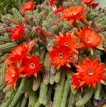 Load image into Gallery viewer, Cactus Peanut