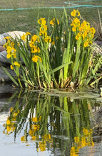 Load image into Gallery viewer, Iris Yellow Flag
