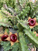 Load image into Gallery viewer, Huernia Life Saver