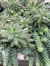 Load image into Gallery viewer, Pachyveria Blue Pearl