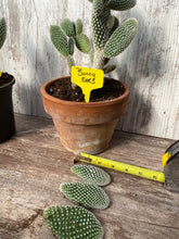 Load image into Gallery viewer, Cactus White Bunny Ears