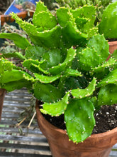 Load image into Gallery viewer, Cactus Argentine