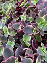 Load image into Gallery viewer, Crassula Calico Kitten