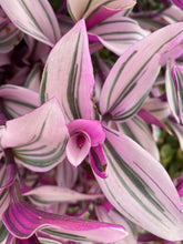 Load image into Gallery viewer, Tradescantia Nanouk