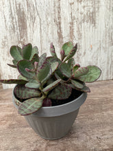 Load image into Gallery viewer, Kalanchoe Desert Suprise