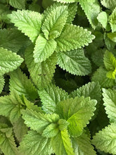 Load image into Gallery viewer, Mint Peppermint