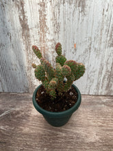 Load image into Gallery viewer, Cactus Mini Cinnamon