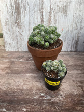 Load image into Gallery viewer, Cactus Thimble