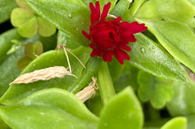 Load image into Gallery viewer, Baby Sun Rose Ice Plant