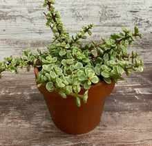 Load image into Gallery viewer, Elephant Bush
