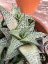 Load image into Gallery viewer, Haworthia Alligator Plant
