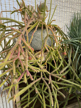 Load image into Gallery viewer, Cactus Rhipsalis Wickerware